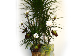 Dracaena marginata décoré avec fleur de soi ,avec cache pot