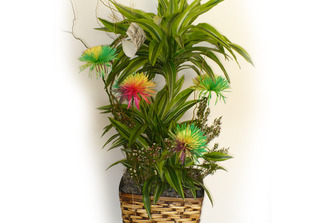 Dracaena lemon décoré avec fleur naturelle rainbow etsalix ,avec cache pot