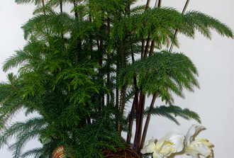 araucaria  décoré avec orchidé vase et boule de vigne