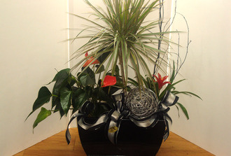 Jardin de plantes assorties dans vase rectangulaire
