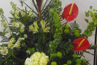 25- Anthurium rouge, hydrangé pinochio vert