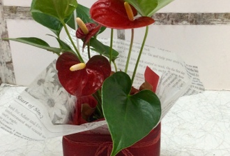 2- anthurium vase avec coeur argent