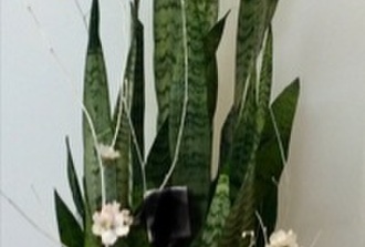 Sanseviere decore avec cache-pot