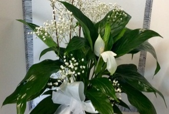 Spatiphyllum decore avec fleurs naturelles et cache-pot (Petit format)