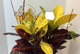 Croton decore