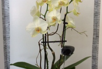 Orchidee naturelle avec branche et cache-pot